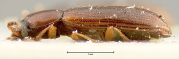 Media type: image;   Entomology 7063 Aspect: habitus lateral view